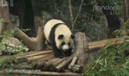 国宝大熊猫视频,萌动瞬间，揭秘大熊猫生活奥秘